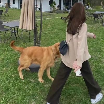 舞狮人传奇